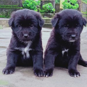 anjing-kintamani