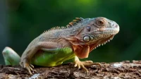 reptil