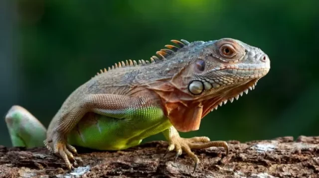 reptil
