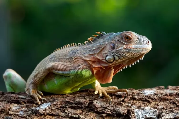 reptil