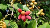 Buah melinjo bukan hanya lezat, tetapi juga kaya akan nutrisi yang bermanfaat bagi kesehatan