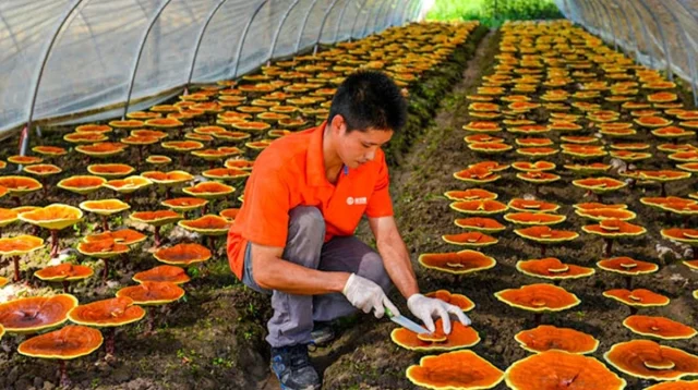 Jamur Lingzhi memiliki sejarah panjang dalam pengobatan tradisional dan mengandung senyawa bioaktif yang menjanjikan.