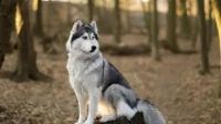cara merawat anjing Husky membutuhkan perawatan yang ekstra gar tetap terawat dengan baik
