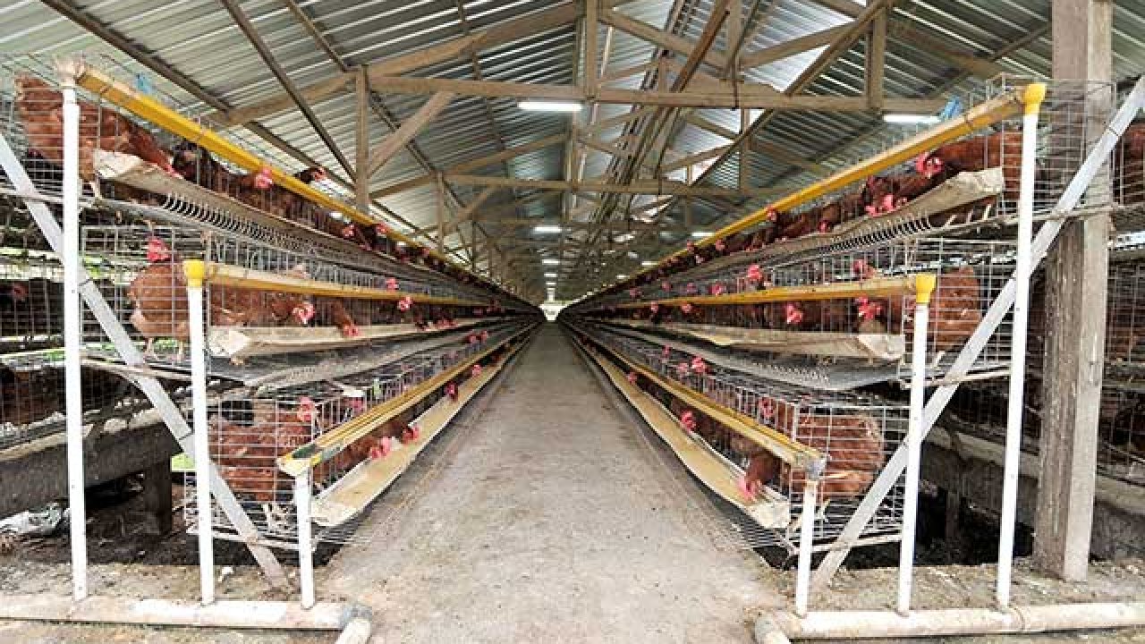 dampak kandang ayam di permukiman