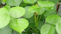 daun dadap merupakan tanaman herbal yang kaya akan manfaat kesehatan.