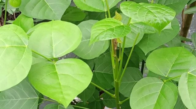 daun dadap merupakan tanaman herbal yang kaya akan manfaat kesehatan.