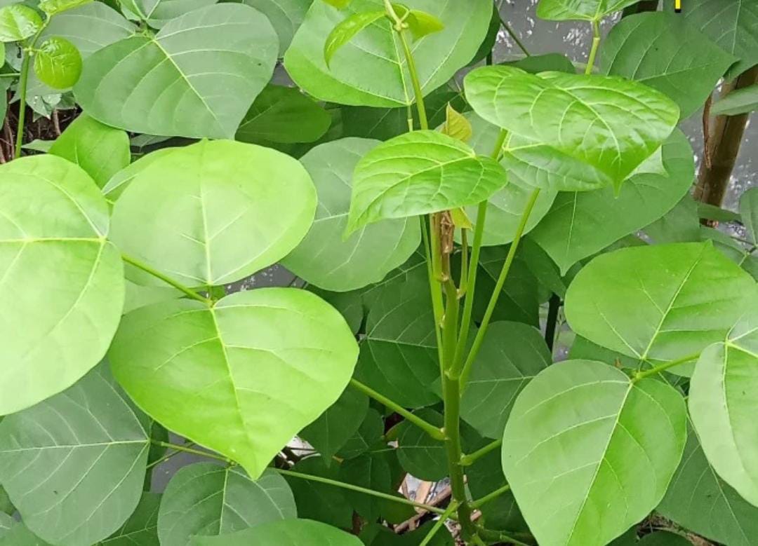 daun dadap merupakan tanaman herbal yang kaya akan manfaat kesehatan.