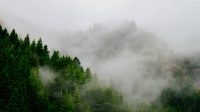 Kabut,awan,dan matahari,meski tampak sepele dalam pandangan sehari-hari merupakan tiga elemen vital dalam ekosistem bumi.