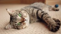 kucing indoor